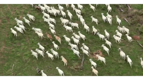 Thumbnail for The Savanna Grasslands