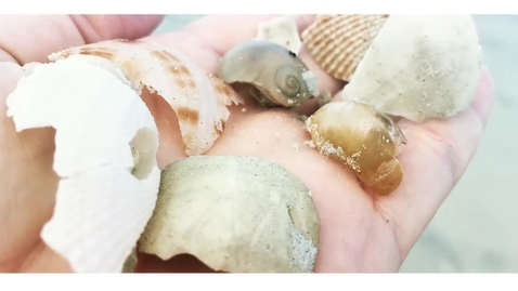 Thumbnail for Ocean Evolution