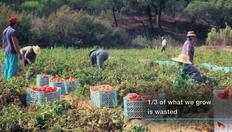 Go to Urban Agriculture for Sustainable Cities with duration: 14 minutes, 16 seconds