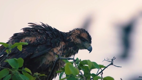 Thumbnail for The Living Amazon: Science, Cultures and Sustainability in Practice - Trailer