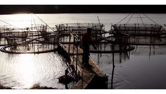 Aquaculture and Mariculture