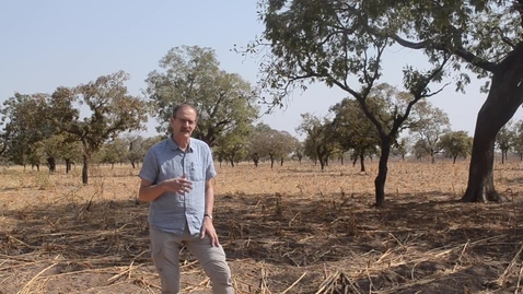 Thumbnail for entry Agricultural Intensification in Koutiala, Mali