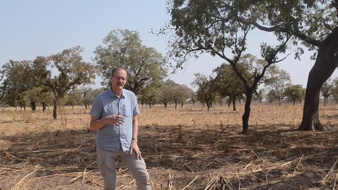 Thumbnail for Agricultural Intensification in Koutiala, Mali