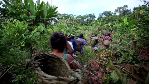 Thumbnail for Adaptation of the Amazon Forest to Global Changes
