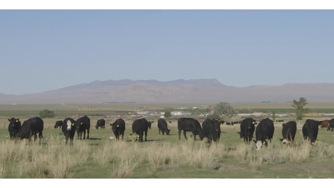 Thumbnail for Case Study: Livestock