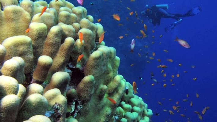 What is Biodiversity?