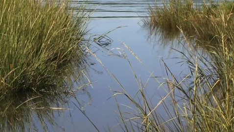Thumbnail for Protecting wetlands by changing cropping practices on private land, using behavioural insights