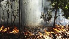 Go to Drivers and Ecological Impacts of Forest Degradation with duration: 8 minutes, 56 seconds