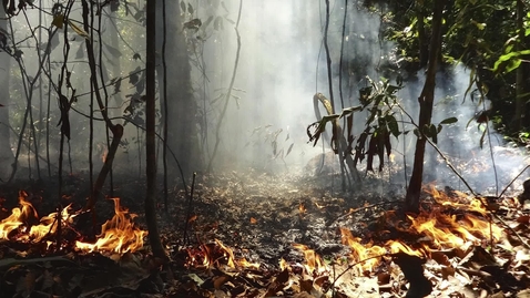 Thumbnail for Drivers and Ecological Impacts of Forest Degradation