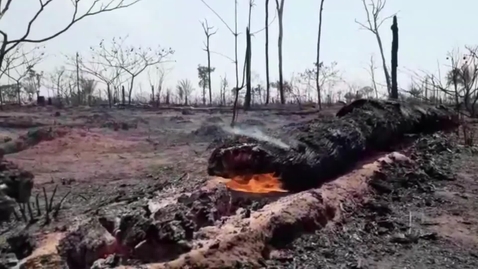 Thumbnail for Drivers and Ecological Impacts of Deforestation
