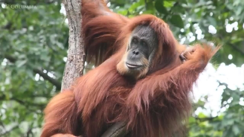 Thumbnail for Deforestation