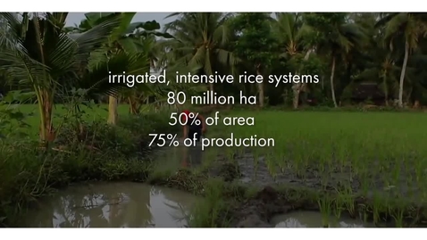 Thumbnail for Case Study: Rice