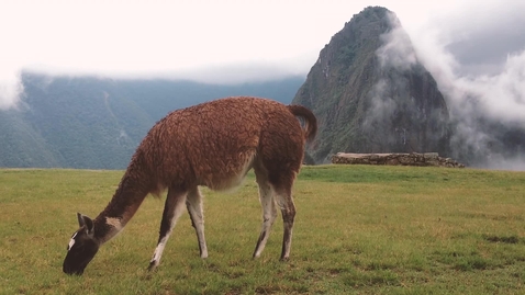 Thumbnail for MEL for NAP in Peru