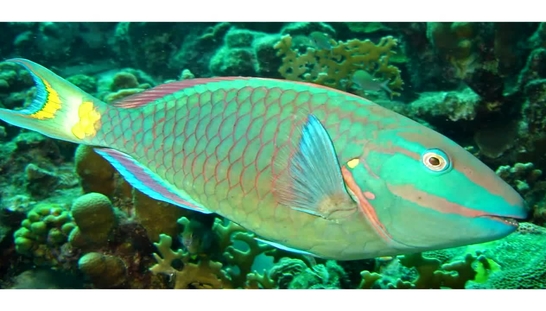 Social-Ecological Systems