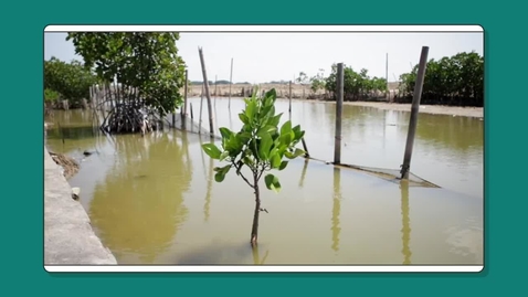 Thumbnail for entry Nature’s solutions to coastal hazards: a case study from Indonesia