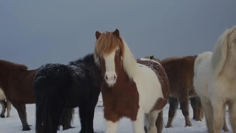 Thumbnail for Seven Ages: Paleolithic, Neolithic, Equestrian, Classical, Ocean, Industrial, Digital