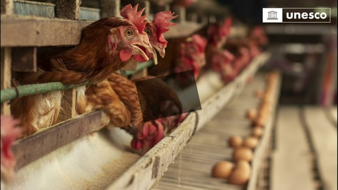 Thumbnail for The Livestock Footprint