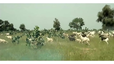 Thumbnail for Functional Diversity, Part I