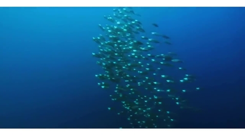 Thumbnail for Sustainable Management of Fisheries