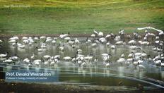 Go to EbA in action: Examples from different ecosystems with duration: 5 minutes, 26 seconds