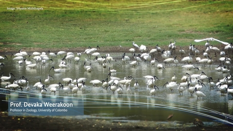 Thumbnail for EbA in action: Examples from different ecosystems