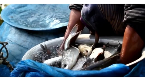 Thumbnail for Case Study: Aquaculture