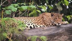 Go to Regional Efforts, Protected Areas, and Indigenous Territories with duration: 12 minutes, 25 seconds