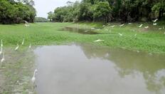 Go to Why is the Amazon so rich in species? with duration: 13 minutes, 32 seconds
