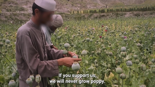 Taliban's Poppy Ban: Can It Work?