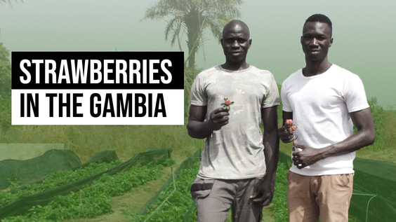 Strawberries for Change: Young Farmer's Challenge in Rural Gambia