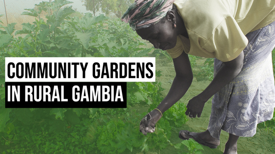 Agriculture for Development: Community Gardens in Rural Gambia