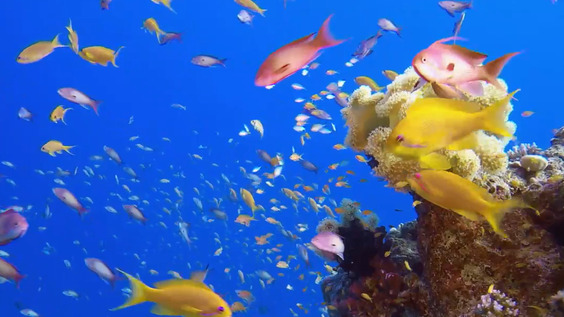 Protect the Ocean | Climate & Consequence