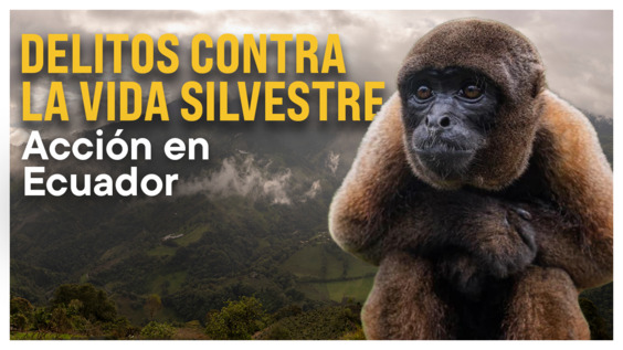 Delitos Contra La Vida Silvestre: Acción en Ecuador