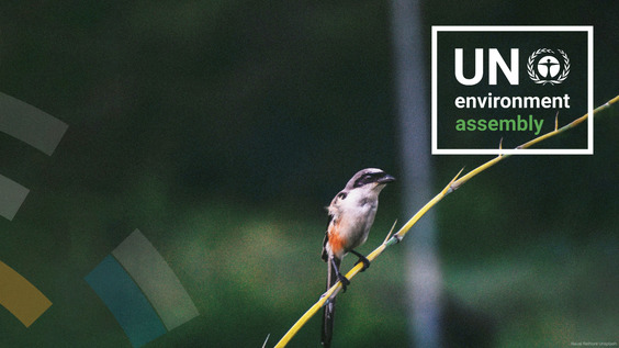 Committee of the Whole – Closing plenary | UNEA-7