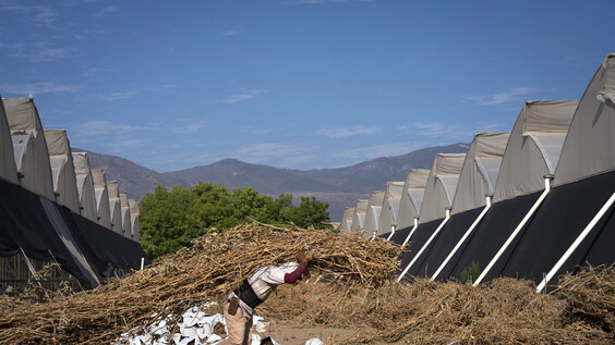 Heat stress, jobs and productivity: New evidence from six countries