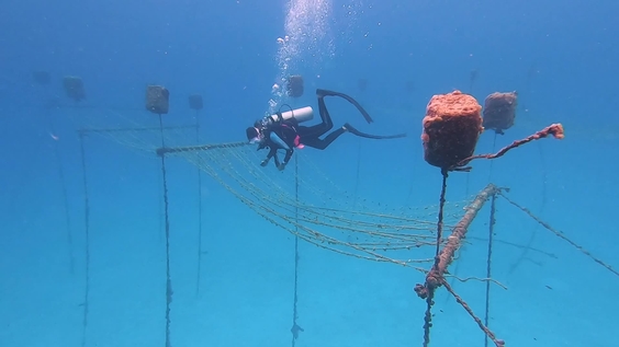 Coral Reefs Are Coming Back to Life in Colombia