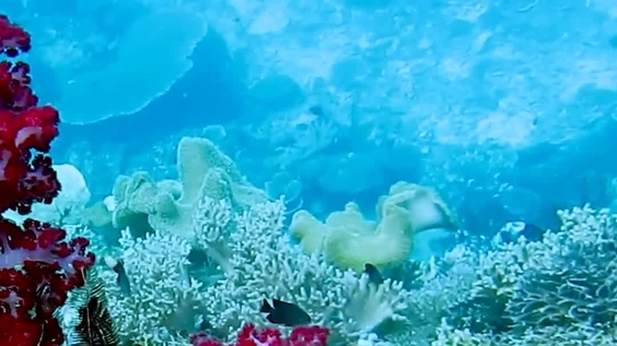 Saving the biodiversity that supports the planet