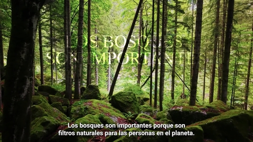 La ONU alerta que la protección de los bosques sigue siendo insuficiente