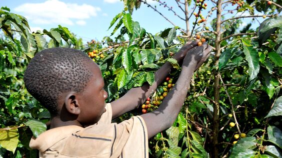 	Global Launch of the "Ending Child Labour in Supply Chains (CLEAR Supply Chains)" project