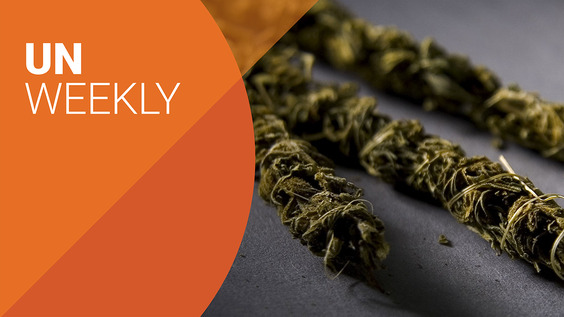 Cocaine and cannabis use on the rise: what are the consequences?  - UN Weekly Ep.7