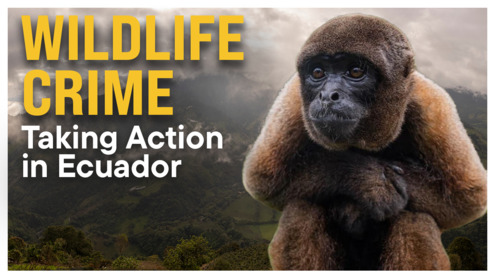 Wildlife Crime in Ecuador: The Hidden Crisis | UNODC Fights Back