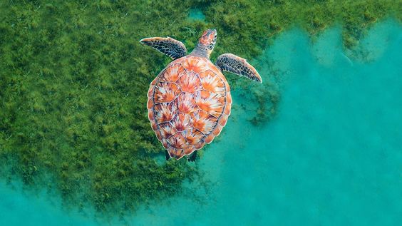 Blue Carbon: Charting the Path for Governance and Partnerships: Side Event - UN Ocean Conference 2022