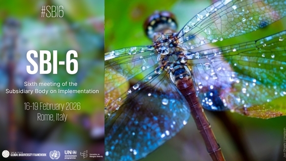 SBI 6: 2nd Plenary Session