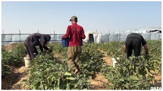 Campos dañados, escasez de insumos, inflación: los agricultores de Gaza intentan revivir la tierra tras la guerra