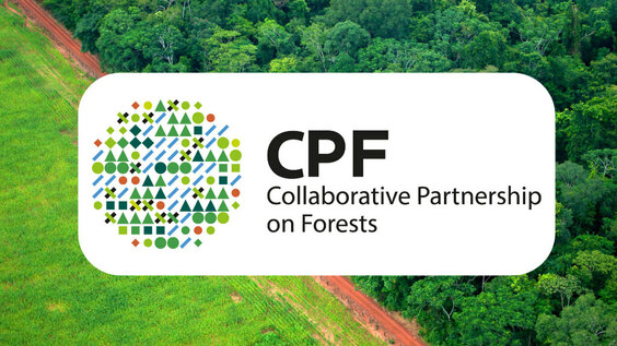 Towards a more efficient and impactful Collaborative Partnership on Forests