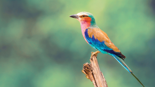 Multilateral action can deliver for people and planet - Sixth Session of the UN Environment Assembly