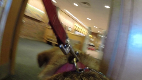 Thumbnail for Paws and Relax for students at CWU