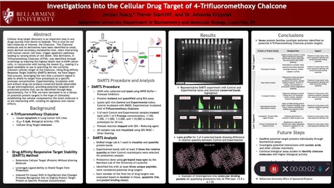 Thumbnail for entry Jordan Stacy, Trevor Stantliff - Exploration into the Cellular Target of 4-Trifluoromethoxy Chalcone via DARTS Method