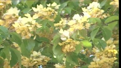 四季花開 教育局教育多媒體
