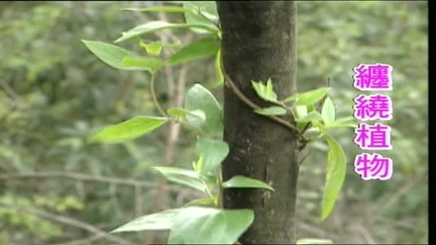 內容項目 生物世界 的縮圖